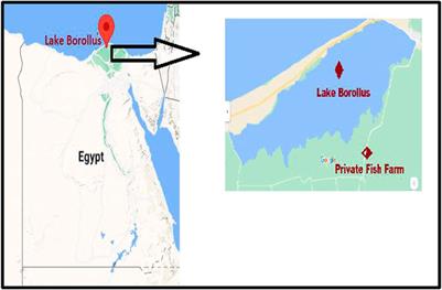 Fish Parasites and Heavy Metals Relationship in Wild and Cultivated Fish as Potential Health Risk Assessment in Egypt